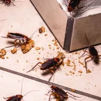 cockroaches eating food on the floor