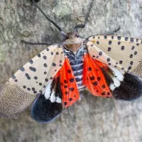 Spotted Lanternfly