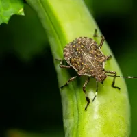 stink bug on a leaf