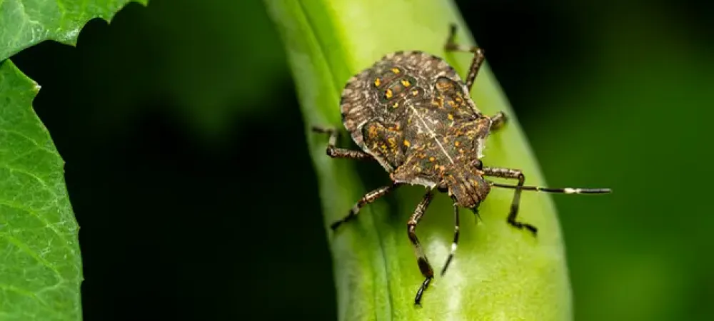 stink bug on a leaf