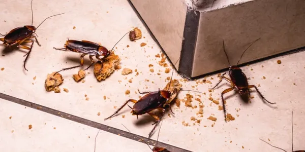 cockroaches eating food on the floor